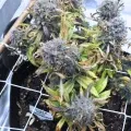 thumb of Kosher Kush by WeedSeedsExpress grown by spyder