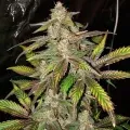 thumb of LSD Feminized by WeedSeedsExpress grown by WSE