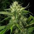 thumb of Lamb's Bread Feminized by WeedSeedsExpress grown by WSE