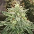 thumb of Lemon Auto by WeedSeedsExpress grown by Rock_n_Roll_Randy