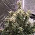 thumb of Lemon Auto by WeedSeedsExpress grown by Rock_n_Roll_Randy