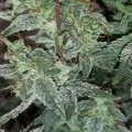 thumb of Lemon Auto by WeedSeedsExpress grown by Rock_n_Roll_Randy