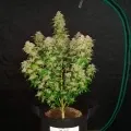 thumb of Lithium OG Kush by WeedSeedsExpress grown by Rock_n_Roll_Randy