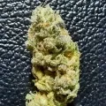 thumb of Lithium OG Kush by WeedSeedsExpress grown by Rock_n_Roll_Randy
