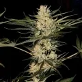 thumb of Lithium OG Kush by WeedSeedsExpress grown by Zurban_Poison