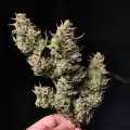 thumb of Lithium OG Kush by WeedSeedsExpress grown by Zurban_Poison