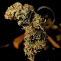 thumb of Lithium OG Kush by WeedSeedsExpress grown by Zurban_Poison