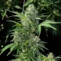 thumb of MAC 1 Feminized by WeedSeedsExpress grown by WSE