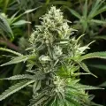 thumb of MAC 1 Feminized by WeedSeedsExpress grown by WSE