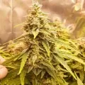 thumb of Magnum Auto by WeedSeedsExpress grown by Roberts
