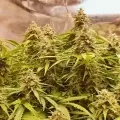 thumb of Magnum Auto by WeedSeedsExpress grown by Roberts