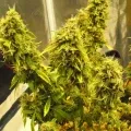thumb of Magnum Auto by WeedSeedsExpress grown by spyder