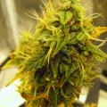 thumb of Magnum Auto by WeedSeedsExpress grown by spyder