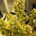thumb of Magnum Auto by WeedSeedsExpress grown by spyder