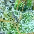 thumb of Magnum Auto by WeedSeedsExpress grown by spyder