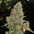 thumb of Maple Leaf Feminized by WeedSeedsExpress grown by WSE