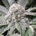 thumb of Master Kush by WeedSeedsExpress grown by Roberts
