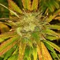 thumb of Master Kush by WeedSeedsExpress grown by Roberts
