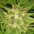 thumb of Master Kush by WeedSeedsExpress grown by Roberts