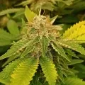 thumb of Master Kush by WeedSeedsExpress grown by Roberts