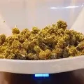 thumb of Master Kush by WeedSeedsExpress grown by Roberts