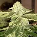 thumb of Master Kush by WeedSeedsExpress grown by Roberts
