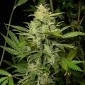 thumb of Maui Waui Feminized by WeedSeedsExpress grown by WSE