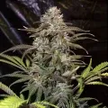 thumb of Mimosa Feminized by WeedSeedsExpress grown by WSE