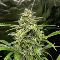 thumb of NYC Diesel Feminized by WeedSeedsExpress grown by WSE