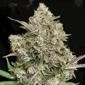 thumb of NYC Diesel Feminized by WeedSeedsExpress grown by WSE