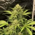 thumb of Northern Lights Auto by WeedSeedsExpress grown by WSE