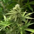 thumb of Northern Lights Feminized by WeedSeedsExpress grown by WSE