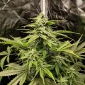 thumb of Northern Lights Feminized by WeedSeedsExpress grown by WSE
