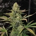 thumb of Northern Lights X Big Bud Auto by WeedSeedsExpress grown by WSE
