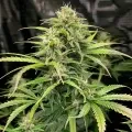 thumb of OG Kush CBD Feminized by WeedSeedsExpress grown by WSE