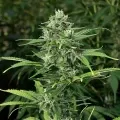 thumb of OG Kush CBD Feminized by WeedSeedsExpress grown by WSE
