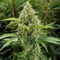 thumb of OG Kush Feminized by WeedSeedsExpress grown by WSE