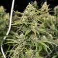 thumb of Oreoz Feminized by WeedSeedsExpress grown by WSE