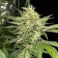 thumb of Oreoz Feminized by WeedSeedsExpress grown by WSE