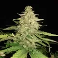 thumb of Original Glue by WeedSeedsExpress grown by secretflowerweed