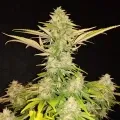 thumb of Original Glue by WeedSeedsExpress grown by secretflowerweed