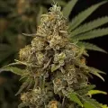 thumb of Peanut Butter Breath Feminized by WeedSeedsExpress grown by WSE