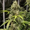 thumb of Peanut Butter Breath Feminized by WeedSeedsExpress grown by WSE