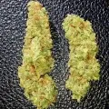 thumb of Peanut Butter Breath Feminized by WeedSeedsExpress grown by Rock_n_Roll_Randy