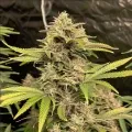 thumb of Pennywise Feminized by WeedSeedsExpress grown by WSE