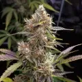 thumb of Pennywise Feminized by WeedSeedsExpress grown by WSE