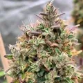 thumb of Permanent Marker Feminized by WeedSeedsExpress grown by Dabking