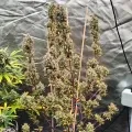 thumb of Permanent Marker Feminized by WeedSeedsExpress grown by Dabking
