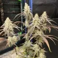 thumb of Permanent Marker Feminized by WeedSeedsExpress grown by Ninjabuds