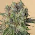 thumb of Permanent Marker Feminized by WeedSeedsExpress grown by Tropicannibis_Todd